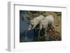 Namibia, Two African Bush Elephants Drinking Water from River, Elevated View-Nosnibor137-Framed Photographic Print