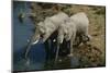 Namibia, Two African Bush Elephants Drinking Water from River, Elevated View-Nosnibor137-Mounted Photographic Print