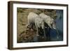 Namibia Two African Bush Elephants Drinking Water from River Elevated View-Nosnibor137-Framed Photographic Print