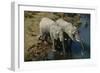 Namibia Two African Bush Elephants Drinking Water from River Elevated View-Nosnibor137-Framed Photographic Print