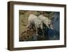 Namibia Two African Bush Elephants Drinking Water from River Elevated View-Nosnibor137-Framed Photographic Print