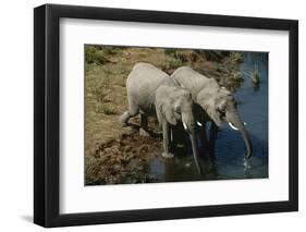 Namibia Two African Bush Elephants Drinking Water from River Elevated View-Nosnibor137-Framed Photographic Print