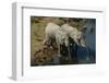 Namibia Two African Bush Elephants Drinking Water from River Elevated View-Nosnibor137-Framed Photographic Print