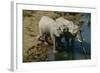 Namibia Two African Bush Elephants Drinking Water from River Elevated View-Nosnibor137-Framed Photographic Print