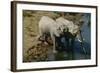 Namibia Two African Bush Elephants Drinking Water from River Elevated View-Nosnibor137-Framed Photographic Print