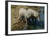 Namibia Two African Bush Elephants Drinking Water from River Elevated View-Nosnibor137-Framed Photographic Print