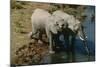 Namibia Two African Bush Elephants Drinking Water from River Elevated View-Nosnibor137-Mounted Photographic Print