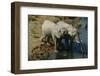 Namibia Two African Bush Elephants Drinking Water from River Elevated View-Nosnibor137-Framed Photographic Print