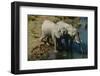 Namibia Two African Bush Elephants Drinking Water from River Elevated View-Nosnibor137-Framed Photographic Print