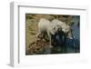 Namibia Two African Bush Elephants Drinking Water from River Elevated View-Nosnibor137-Framed Photographic Print