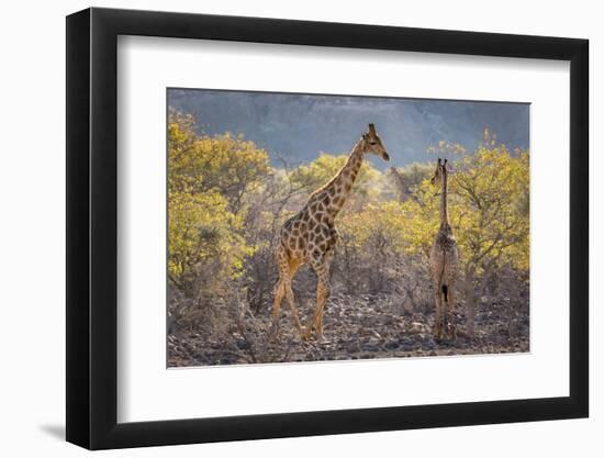 Namibia, Twyfelfontein. Three giraffes amidst acacia trees.-Jaynes Gallery-Framed Photographic Print