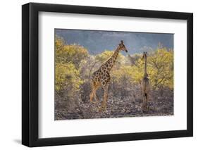 Namibia, Twyfelfontein. Three giraffes amidst acacia trees.-Jaynes Gallery-Framed Photographic Print