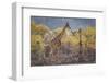 Namibia, Twyfelfontein. Three giraffes amidst acacia trees.-Jaynes Gallery-Framed Photographic Print