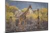 Namibia, Twyfelfontein. Three giraffes amidst acacia trees.-Jaynes Gallery-Mounted Photographic Print