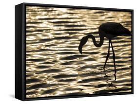 Namibia, Walvis Bay; Flamingo Filter Feeding in Walvis Bay Lagoon at Sunset-Mark Hannaford-Framed Stretched Canvas