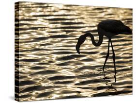 Namibia, Walvis Bay; Flamingo Filter Feeding in Walvis Bay Lagoon at Sunset-Mark Hannaford-Stretched Canvas