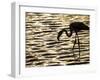 Namibia, Walvis Bay; Flamingo Filter Feeding in Walvis Bay Lagoon at Sunset-Mark Hannaford-Framed Photographic Print