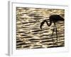 Namibia, Walvis Bay; Flamingo Filter Feeding in Walvis Bay Lagoon at Sunset-Mark Hannaford-Framed Photographic Print