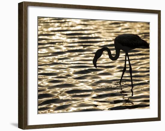 Namibia, Walvis Bay; Flamingo Filter Feeding in Walvis Bay Lagoon at Sunset-Mark Hannaford-Framed Photographic Print