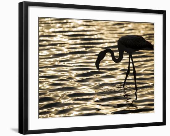 Namibia, Walvis Bay; Flamingo Filter Feeding in Walvis Bay Lagoon at Sunset-Mark Hannaford-Framed Photographic Print