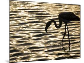 Namibia, Walvis Bay; Flamingo Filter Feeding in Walvis Bay Lagoon at Sunset-Mark Hannaford-Mounted Photographic Print