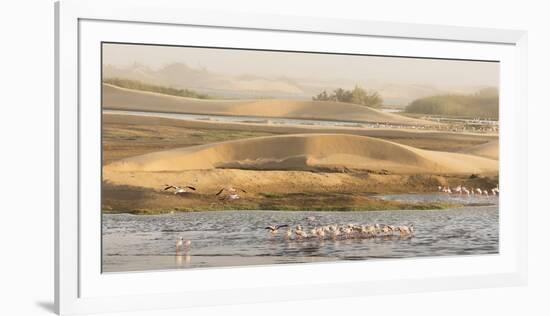Namibia, Walvis Bay. Lesser flamingos gathering to feed.-Jaynes Gallery-Framed Photographic Print