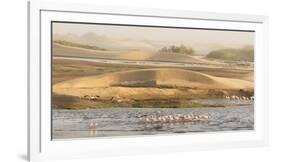 Namibia, Walvis Bay. Lesser flamingos gathering to feed.-Jaynes Gallery-Framed Photographic Print