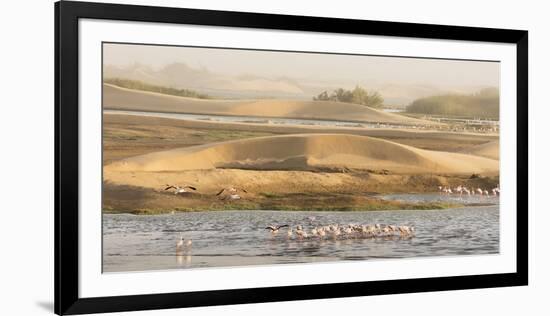 Namibia, Walvis Bay. Lesser flamingos gathering to feed.-Jaynes Gallery-Framed Photographic Print