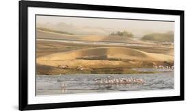 Namibia, Walvis Bay. Lesser flamingos gathering to feed.-Jaynes Gallery-Framed Photographic Print