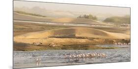 Namibia, Walvis Bay. Lesser flamingos gathering to feed.-Jaynes Gallery-Mounted Photographic Print