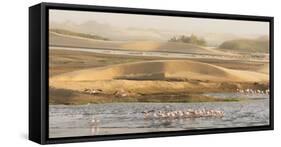 Namibia, Walvis Bay. Lesser flamingos gathering to feed.-Jaynes Gallery-Framed Stretched Canvas