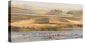 Namibia, Walvis Bay. Lesser flamingos gathering to feed.-Jaynes Gallery-Stretched Canvas