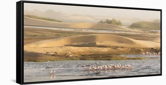 Namibia, Walvis Bay. Lesser flamingos gathering to feed.-Jaynes Gallery-Framed Stretched Canvas