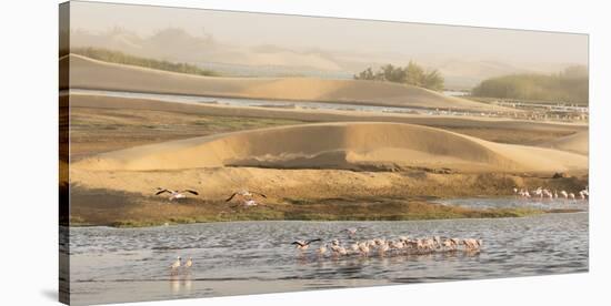 Namibia, Walvis Bay. Lesser flamingos gathering to feed.-Jaynes Gallery-Stretched Canvas