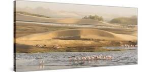 Namibia, Walvis Bay. Lesser flamingos gathering to feed.-Jaynes Gallery-Stretched Canvas