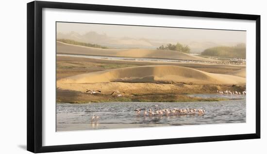 Namibia, Walvis Bay. Lesser flamingos gathering to feed.-Jaynes Gallery-Framed Photographic Print