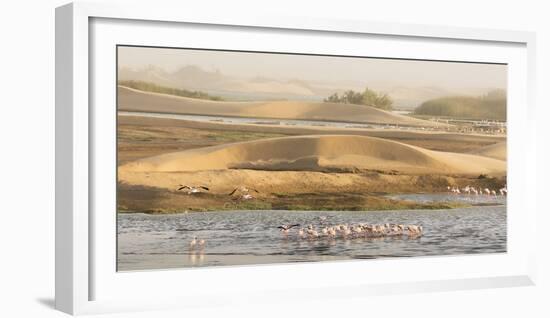 Namibia, Walvis Bay. Lesser flamingos gathering to feed.-Jaynes Gallery-Framed Photographic Print