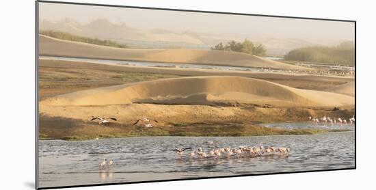 Namibia, Walvis Bay. Lesser flamingos gathering to feed.-Jaynes Gallery-Mounted Photographic Print