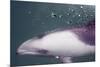 Namibia, Walvis Bay. Surface Shot of Rare Heaviside's Dolphin-Janet Muir-Mounted Premium Photographic Print