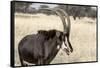 Namibia, Windhoek, Okapuka Ranch. Close-up of Sable Antelope-Wendy Kaveney-Framed Stretched Canvas