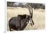 Namibia, Windhoek, Okapuka Ranch. Close-up of Sable Antelope-Wendy Kaveney-Framed Photographic Print