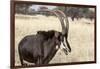 Namibia, Windhoek, Okapuka Ranch. Close-up of Sable Antelope-Wendy Kaveney-Framed Photographic Print