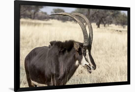 Namibia, Windhoek, Okapuka Ranch. Close-up of Sable Antelope-Wendy Kaveney-Framed Photographic Print