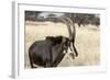 Namibia, Windhoek, Okapuka Ranch. Close-up of Sable Antelope-Wendy Kaveney-Framed Photographic Print