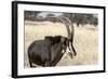 Namibia, Windhoek, Okapuka Ranch. Close-up of Sable Antelope-Wendy Kaveney-Framed Photographic Print