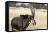 Namibia, Windhoek, Okapuka Ranch. Close-up of Sable Antelope-Wendy Kaveney-Framed Stretched Canvas