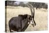 Namibia, Windhoek, Okapuka Ranch. Close-up of Sable Antelope-Wendy Kaveney-Stretched Canvas