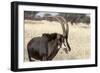 Namibia, Windhoek, Okapuka Ranch. Close-up of Sable Antelope-Wendy Kaveney-Framed Photographic Print