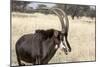 Namibia, Windhoek, Okapuka Ranch. Close-up of Sable Antelope-Wendy Kaveney-Mounted Photographic Print