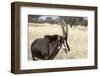 Namibia, Windhoek, Okapuka Ranch. Close-up of Sable Antelope-Wendy Kaveney-Framed Photographic Print